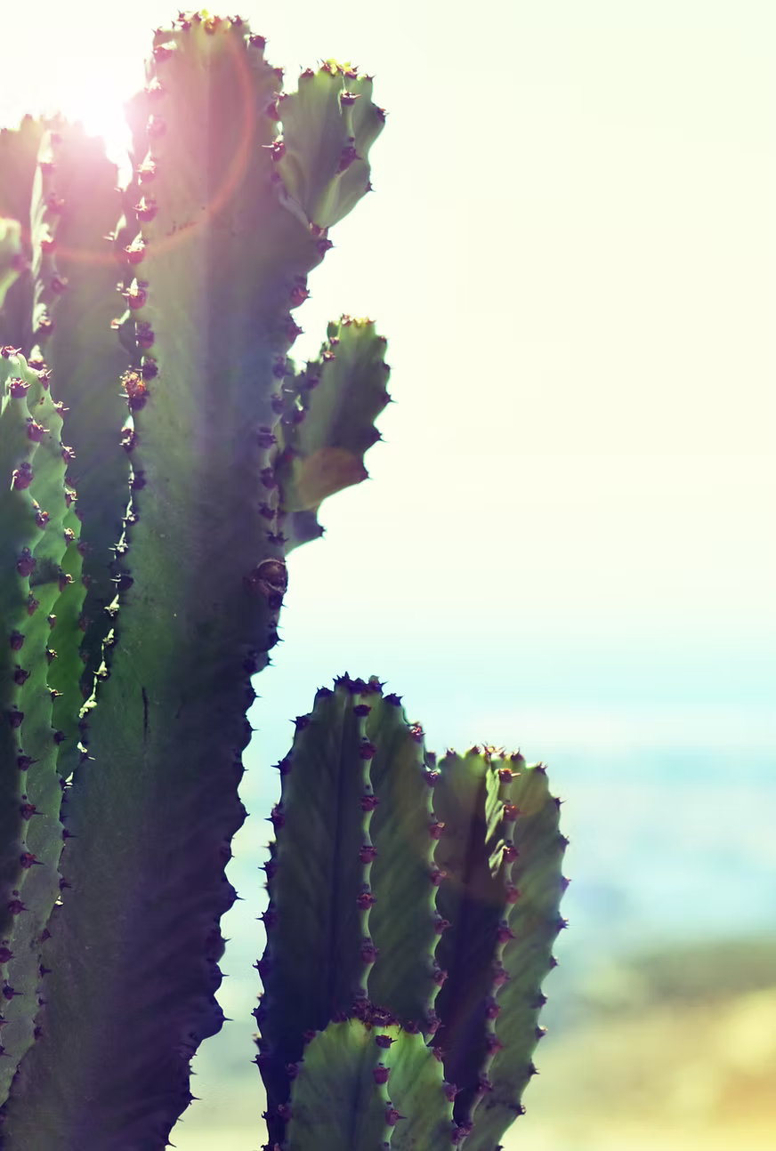 Desert Cactus